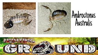 Breeding Androctonus Australis [upl. by Leba]