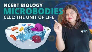 Microbodies  Cell  Class 11 Biology [upl. by Jobye]