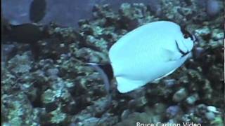 masked angelfish Genicanthus personatus [upl. by Reiter]