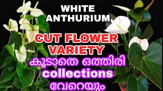 white anthurium ഇത്രയും വലിയ പ്ലാന്റ് anthurium gardening sale indoorplants indoor [upl. by Nattie143]