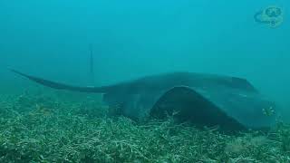 Scuba Dive at Flinders pier 27 October 2024 [upl. by Norrie]