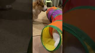 Dog vs Kitty Play Fight catvsdog catplaying dogplaying MiddleKingdomrescuecom [upl. by Anahsed887]