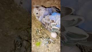 Budgies breeding progress  Budgies progress  Budgies  Budgies Breeding  Love Birds  Parrot [upl. by Araem]