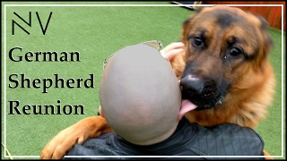 German ShepherdOwner Reunited  NerdVlog [upl. by Glaser]