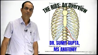 THE RIBSAn overview [upl. by Yraccaz]