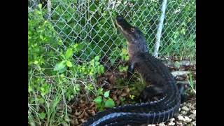 Ninja Gator Alligator climbs fence [upl. by Melquist815]