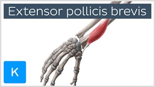 Extensor Pollicis Brevis Muscle  Origins amp Function  Anatomy  Kenhub [upl. by Bela]