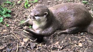 Happy otters squeak in excitement during playtime [upl. by Ettennyl]