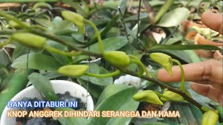 HANYA DITABURI INI KNOP ANGGREK DIHINDARI SERANGGA DAN HAMA [upl. by Lehcim]