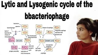 Lytic and lysogenic cycle of the bbacteriophage [upl. by Dukey]