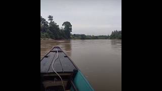 Batang Kuantan River Predator Spot Survey [upl. by Lizned]