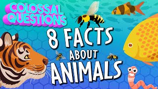 Everything You Ever Wanted to Know About Animals 8 Questions Answered  COLOSSAL QUESTIONS [upl. by Soble]