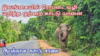 🇱🇰 ஒற்றை காட்டு யானை அட்டகாசம்  WILD ELEPHANT Encounter in Dambulla Road   4K UHD  Jolly Trip [upl. by Okiam]