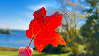 Okoboji Broadcast 1006 Fall colors stealing the show Okoboji Tourism [upl. by Auhel38]