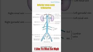 Inferior vena cava tributaries [upl. by Eednas]