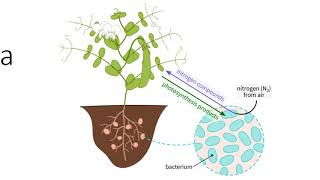 Plants Edaphic Environment [upl. by Tibbs]