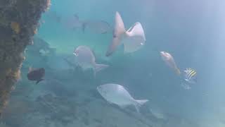 Under Hillsboro Inlet Fishing Center [upl. by Reniti]