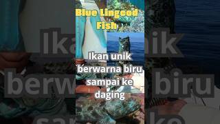 Blue LingcodIkan Unik Berwarna Biru Sampai Ke Dagingshorts trending faktaunikfaktafacts [upl. by Atnom]