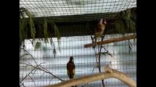 Goldfinch Pair breeding season 2011 [upl. by Ennayhs]