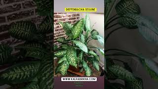 Dieffenbachia Plant Care  Dumb canes Plants Care Propagation [upl. by Hamimej]