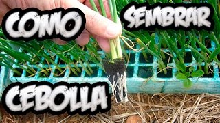 Como sembrar cebolla china sin semilla  Mi huerto en casa [upl. by Skiba]