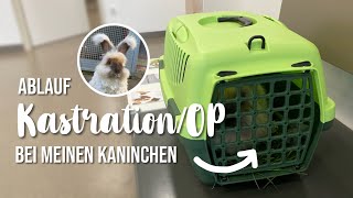 Ablauf KastrationOP bei meinen Kaninchen  Kaninchenstar [upl. by Nillad]