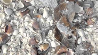 Hundreds of Conch Shells [upl. by Aneez60]