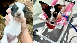 The puppy born with a defective body was abandoned by his mother no matter what I will be with you [upl. by Erreit653]