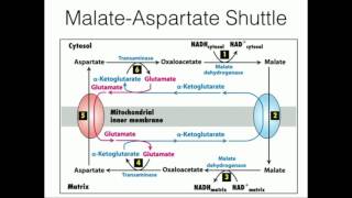 MalateAspartate Shuttle Mitochondrial NADH Transport [upl. by Eillas]