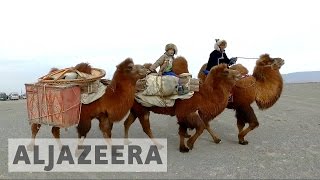 Mongolia races to preserve twohumped camels [upl. by Concepcion979]