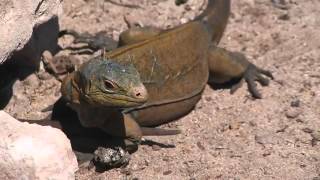 Seacology Protecting the Iguanas of San Salvador Bahamas [upl. by Ettessil536]