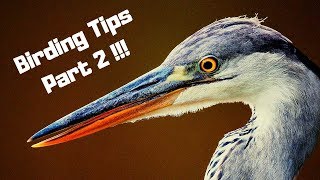 bird watching  five tips and tricks birding [upl. by Pazice]