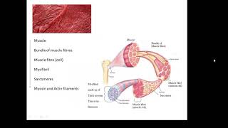 BTEC Applied Science Unit 1 Biology Muscles [upl. by Annaj928]