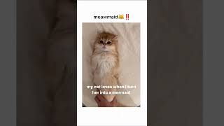 Meowrmaid🧜🏻‍♀️ shorts cute cutecatshorts cats catvideos pets felinefine [upl. by Otrebile]