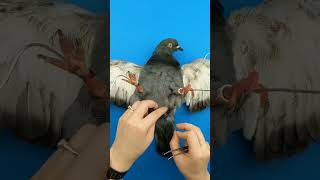 Pigeon art  birds pigeon art shorts trending viral arijitsingh [upl. by Ramsden313]