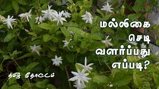 How to Grow Jasmine Plant in Pot in Tamil  How to Grow Jasmine Plant from Cuttings in Tamil [upl. by Ysor]