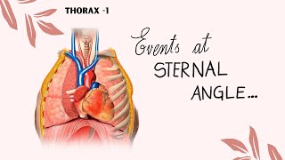 Thorax part 1  events occurring at sternal angle [upl. by Atiuqer146]