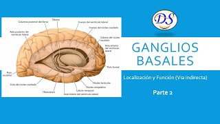 Ganglios basales y la Vía Indirecta Part 2 [upl. by Lyckman]