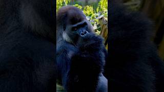 Why Gorillas Have the Strongest Bite in the Animal Kingdom shorts shortsfeed [upl. by Lareena]