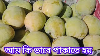 How to make in MANGO Ripening process with Carbide Bengali video  আম কি ভাবে পাকাতে হয় কারবাইডে [upl. by Sander]