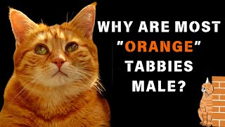 Why Are Most Orange Tabby Cats Male  Cats Knowhow [upl. by Secor]