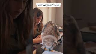 This family found a baby owl and adopted it owl babyowl shortsvideo [upl. by Igiul]