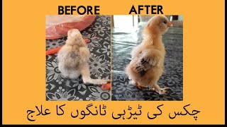 Chicks Splayed Legs Treatment and Recovery  Detailed video in UrduHindi [upl. by Yelsnik599]