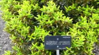 Euonymus Japonincus Microphyllus Aureus [upl. by Ellenyl207]