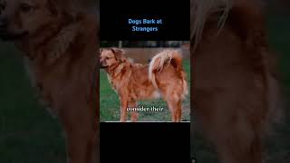 Why Do Dogs Bark at Strangers dogs doglover dogs shortsvideo [upl. by Nylinnej]