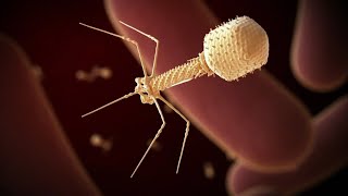 Canadian trial successfully uses phage therapy to stop lifethreatening UTI caused by superbug [upl. by Milt82]