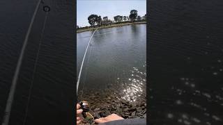 Big Bream caught in the Maribyrnong River fishing breamfishing landbasedfishing fishingaustralia [upl. by Cibis]