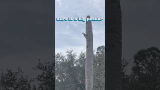 Such a BIG Pecker funny birds [upl. by Munniks]