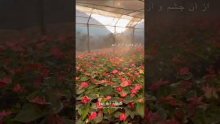 anthurium garden anthuriumplant plants gardening adeniumflowerplants nature flowers iran [upl. by Eniac779]