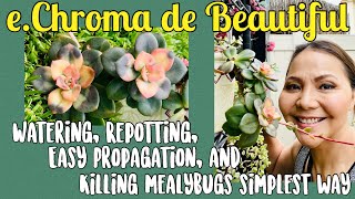 Echeveria Chroma Facts and how to Care Propagation Repotting Watering killing mealy bugs [upl. by Ttelracs153]